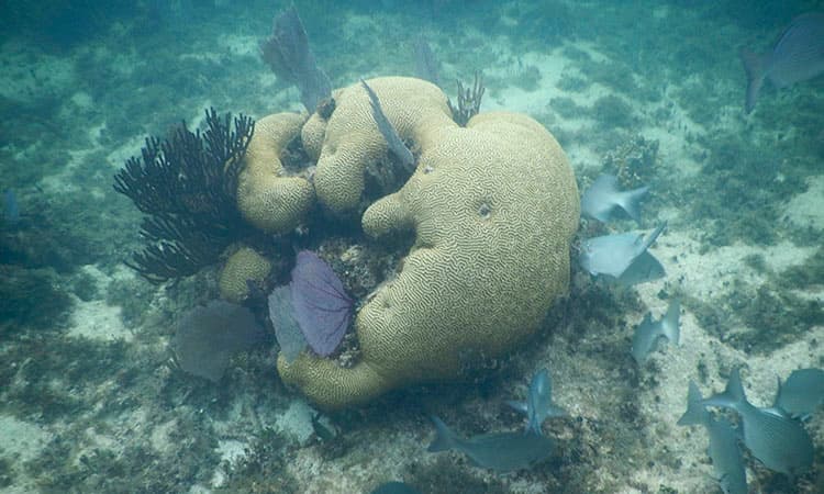 Aguas negras de Q. Roo representan una gran amenaza para el Arrecife Mesoamericano