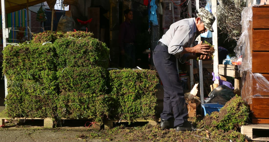 Poner musgo en el nacimiento perjudica los bosques de México: Semarnat