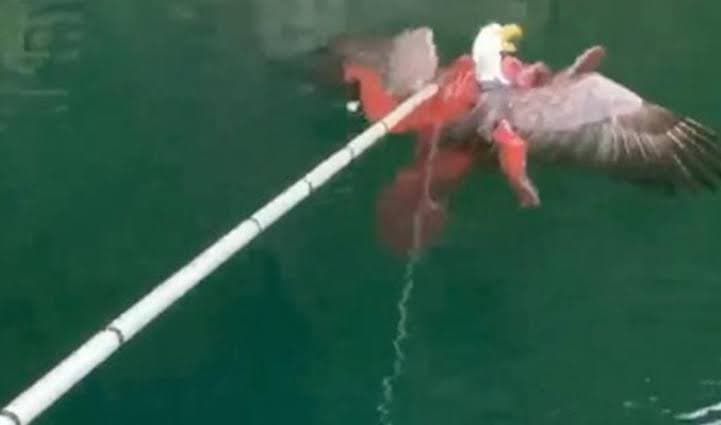 Aterrador: Pulpo gigante ataca un águila; pescadores la intentan salvar