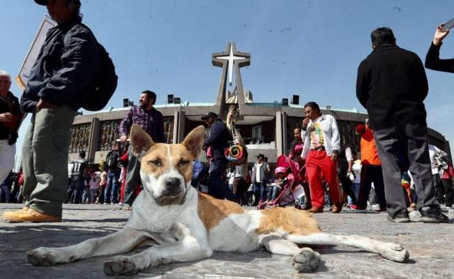 Cada año peregrinos abandonan cientos perros en la Basílica de Guadalupe