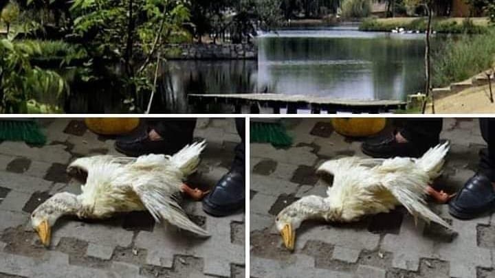 Dañan reserva ecológica de Puebla por festival de rock Catrina