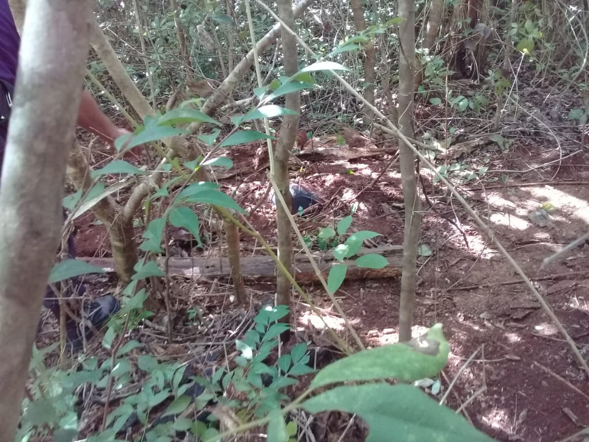 Aparece cuerpo putrefacto cerca de carretera Cancún-Mérida