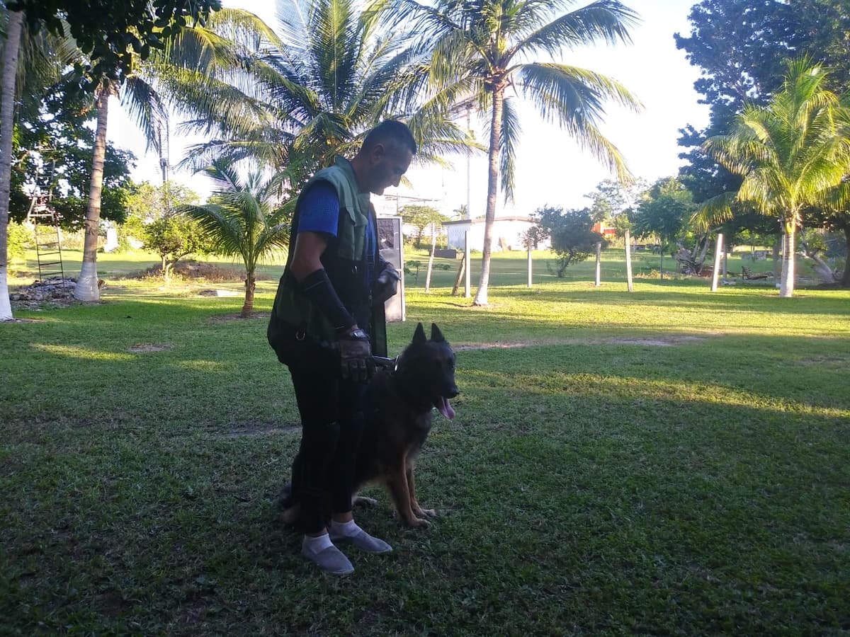 Conoce cómo preparan en Cancún a los perros para defensa personal