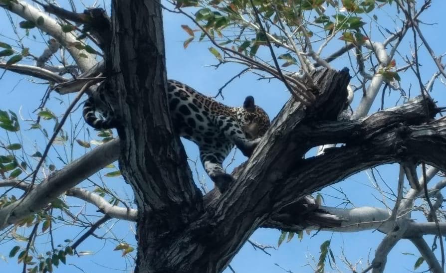 “Pepe Tigre” mantiene a felinos en cautiverio en Zona Hotelera