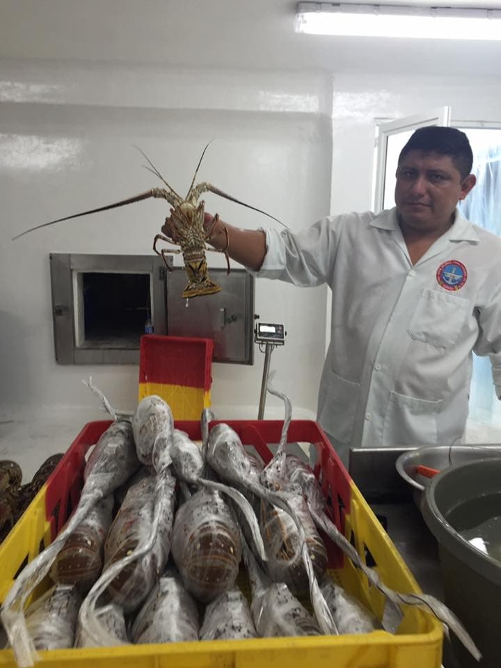 Golpea a langosteros de Q. Roo cierre comercial de China