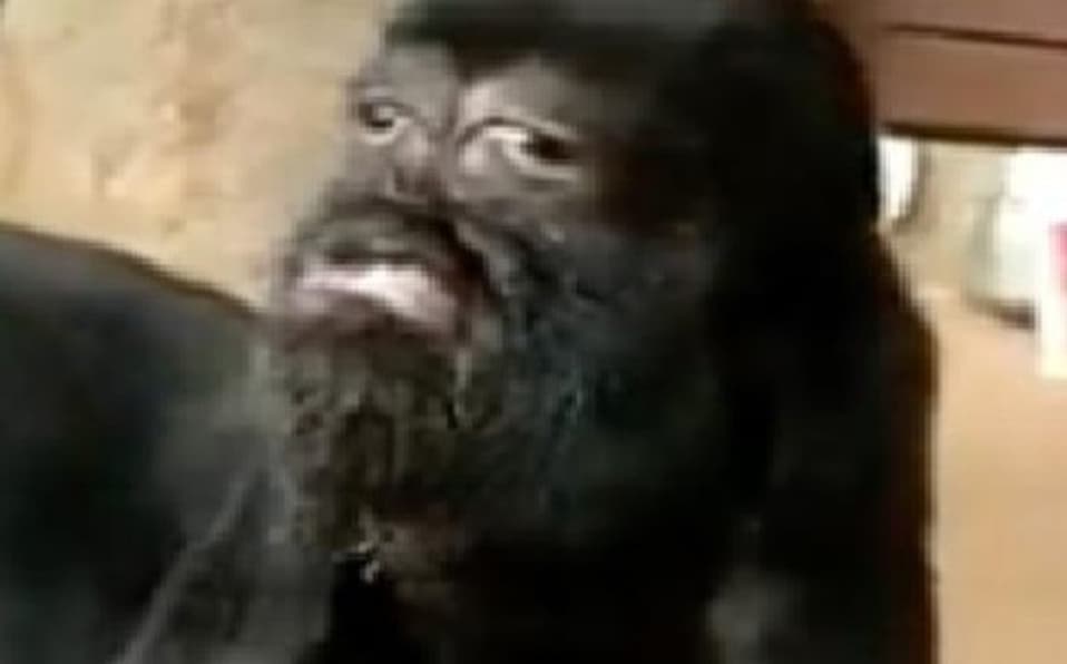 Cabra con cara de humano es adorada como un Dios en la India