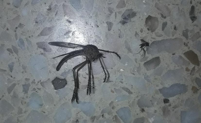 Mosquito gigante enciende las alarmas en Argentina