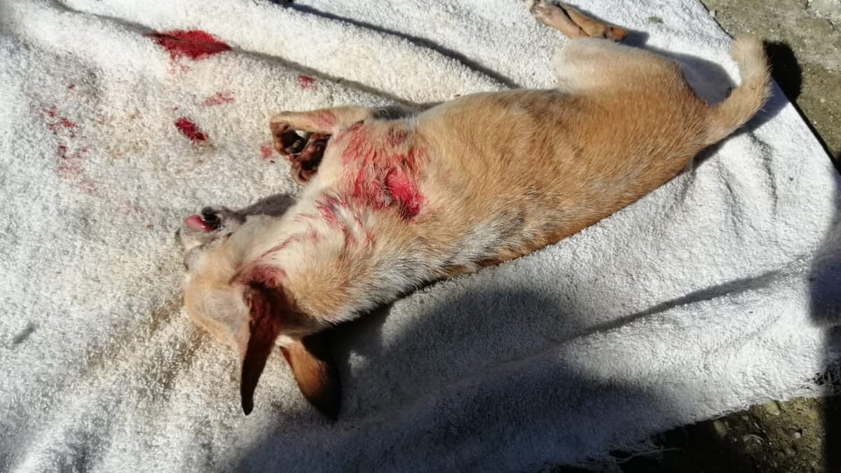 Acuchillan a perro en Cozumel