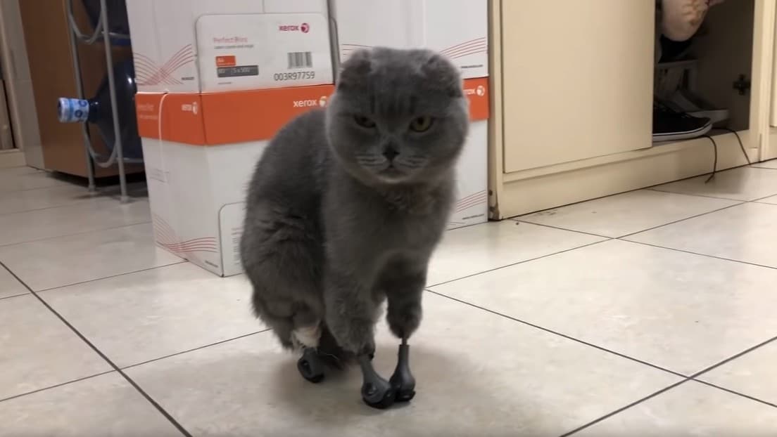 Video: Colocan cuatro patas de titanio impresas en 3D a una gatita en Siberia