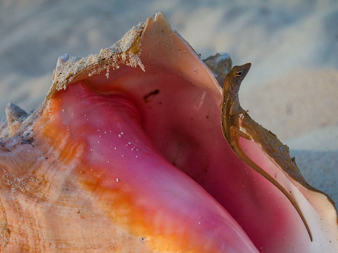 Cooperativistas dejarán de denunciar pesca furtiva por "presiones" en Cozumel