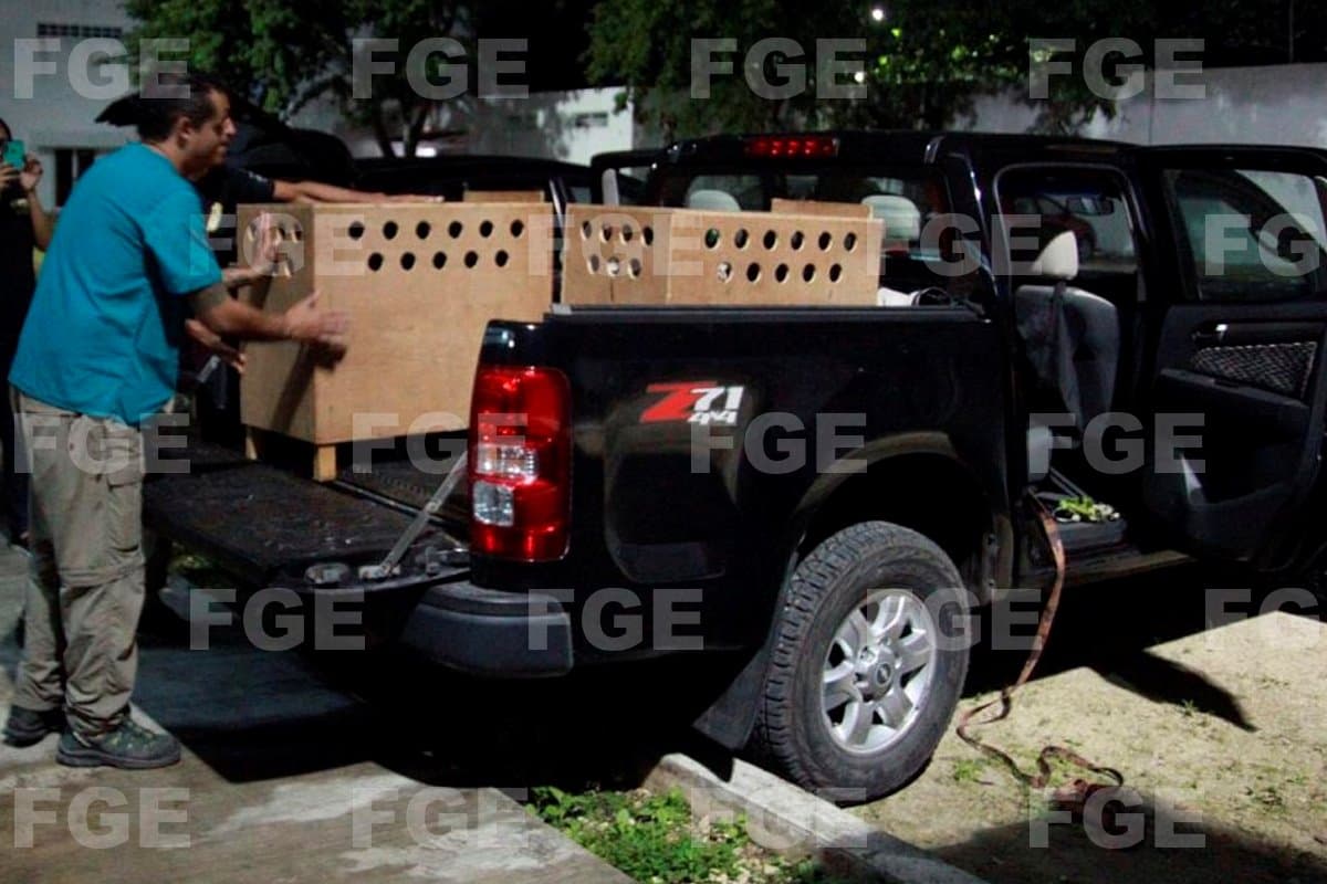 Animales en extinción rescatados de la Quinta Avenida vivirán en santuario en Tulum