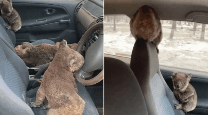 (Video) Rescatistas recorren Australia para salvar a koalas de incendios