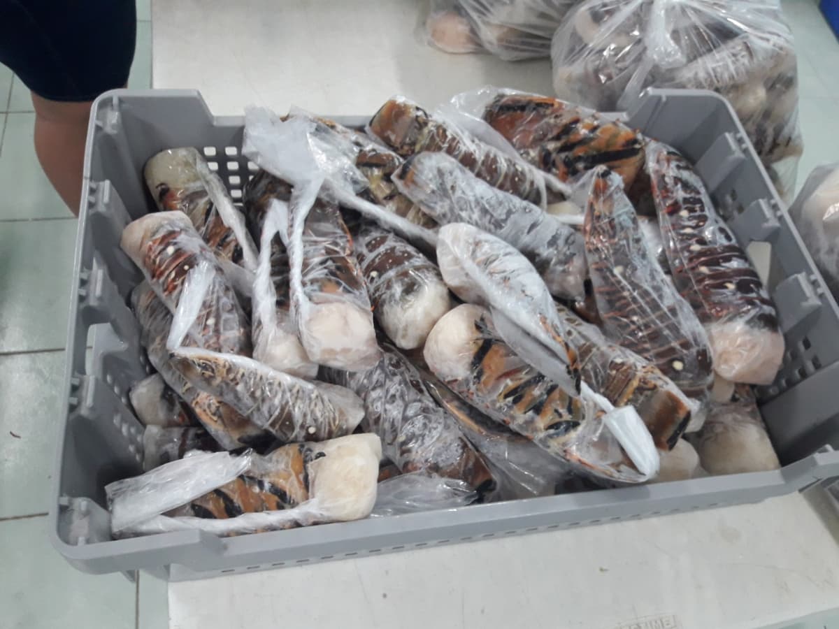 Langosteros de Cozumel han extraído 35 toneladas de su producto 