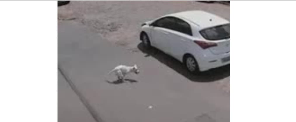 (Video) Perrito discapacitado es abandonado en la calle, dos veces