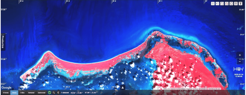 Confirma CTA que recale en Holbox no es de sargazo