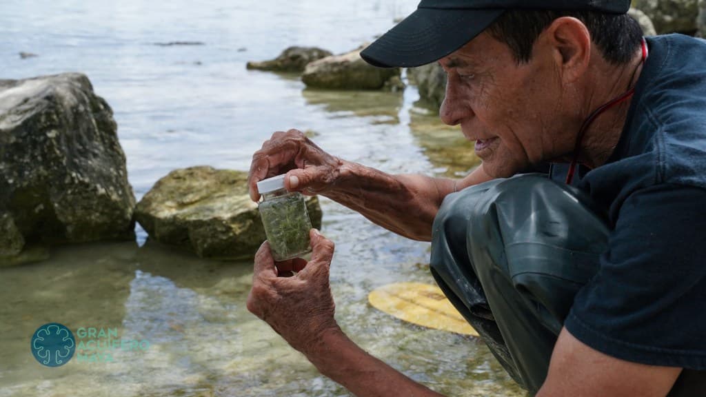 Estudiarán en Quintana Roo el ADN de estromatolitos