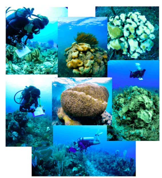 Mitad de corales en Akumal tendrían síndrome blanco