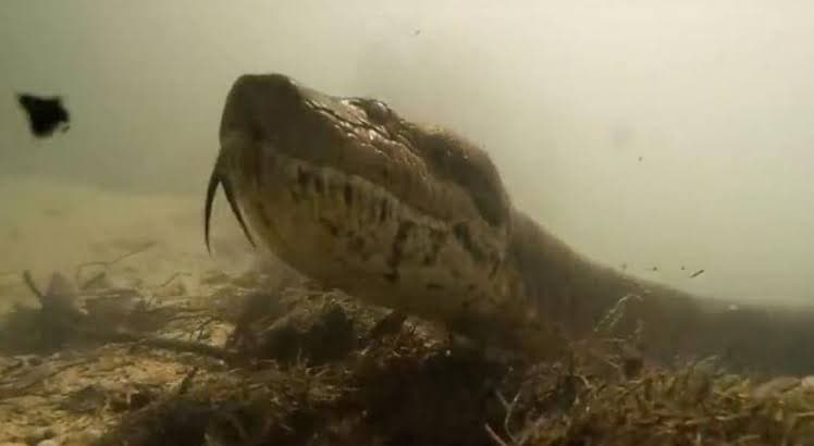 Video: Buzo se encuentra de frente con una anaconda y se hace viral