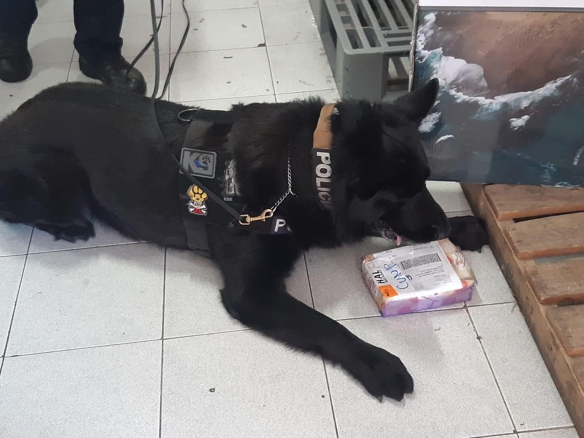 Golpe canino al narco: Encuentran droga en paquetería de Playa del Carmen