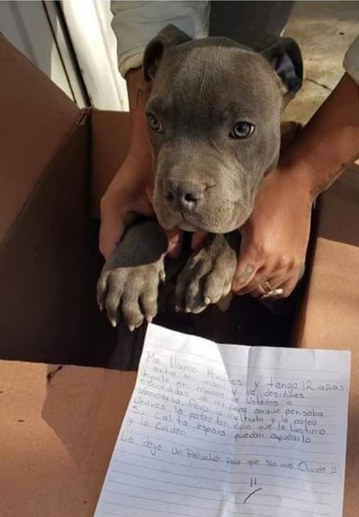 Niño da en adopción a su perrito para evitar que su papá lo maltrate