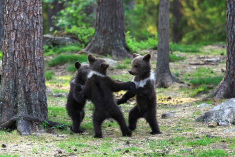Viralizan imagenes de ¿ositos bailando en círculo en medio de un bosque?