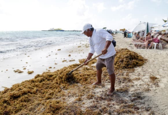 Licitaciones para combatir sargazo serán transparentes