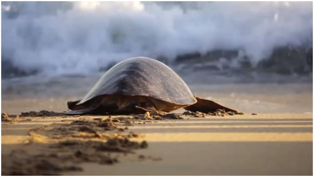 Liberan tortugas intoxicadas por una marea roja en México