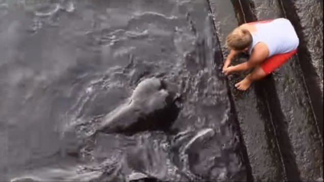 Video: Sorprende aterradora criatura marina a niño jugando a la orilla del mar