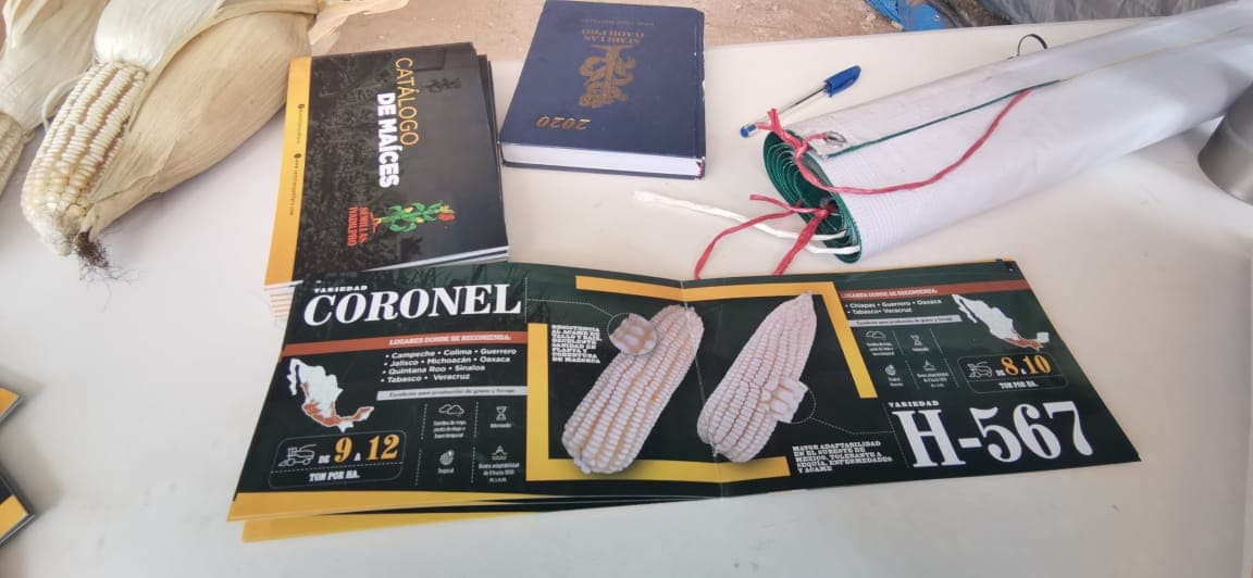 Promueven semillas híbridas en la Zona Maya