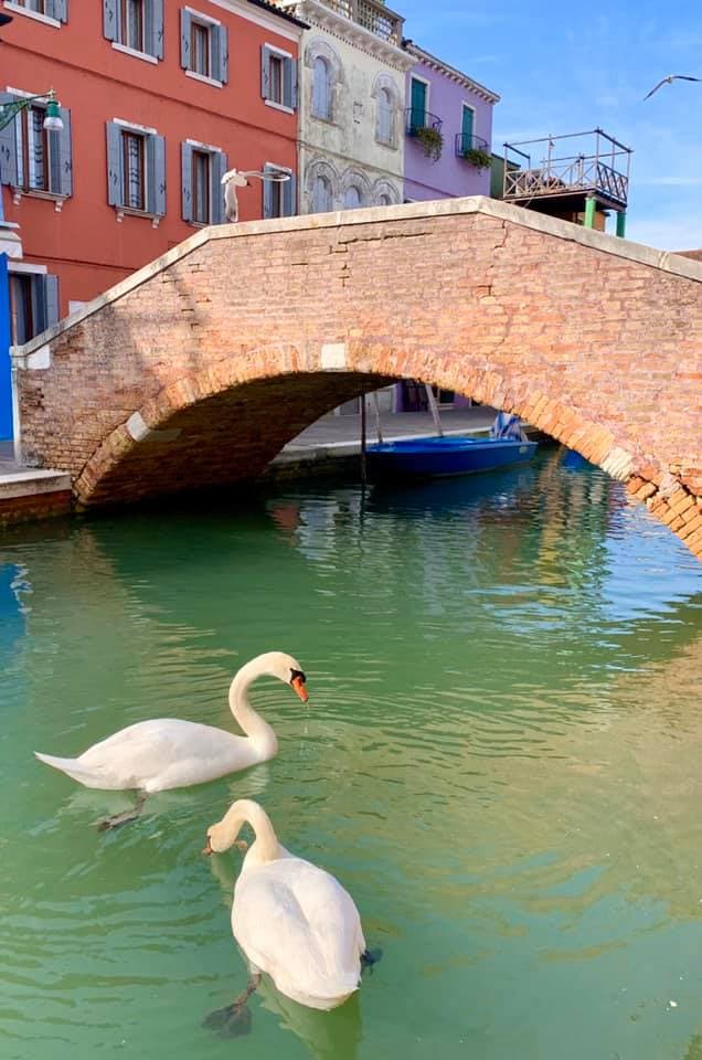 Galería: Así luce el agua de los canales de Venecia tras la ausencia de turistas