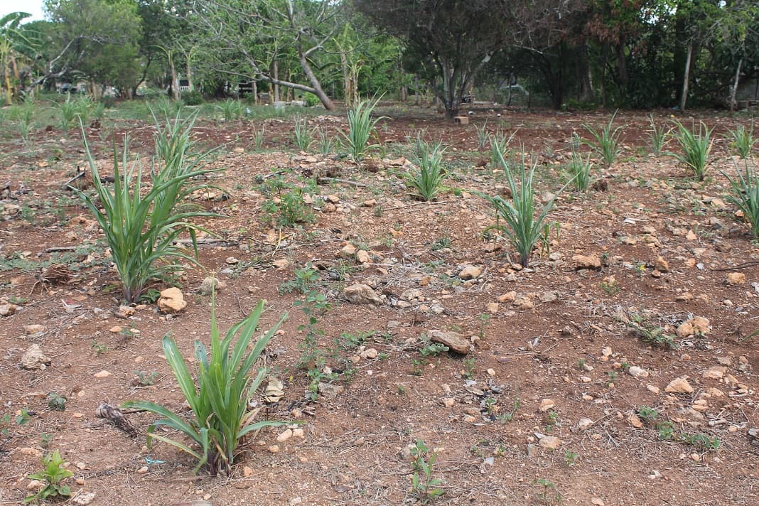 Apoyo federal al campo se redujo en 27% en Quintana Roo