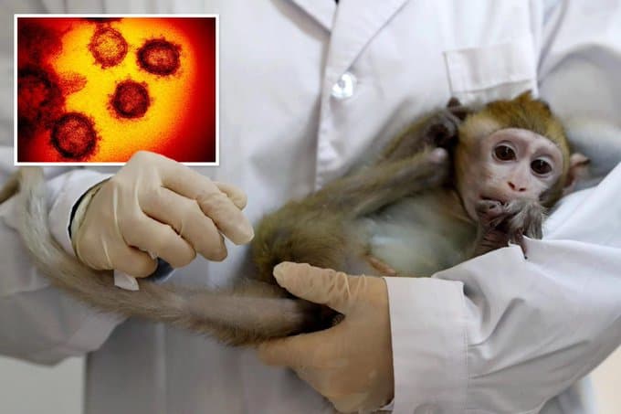 Cientos de monos son infectados con coronavirus para encontrar una vacuna