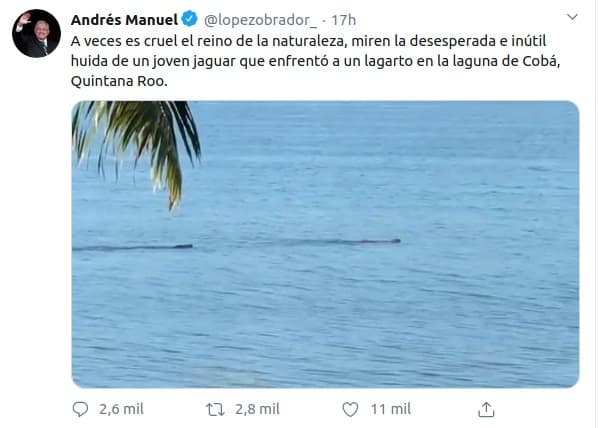 Publica AMLO video de jaguar atacado por lagarto en Cobá