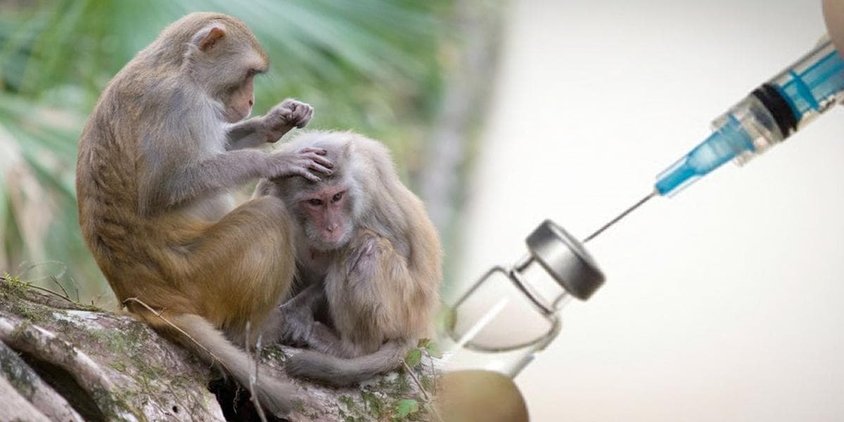 Vacuna contra Covid-19 resulta exitosa en monos: Universidad de Oxford