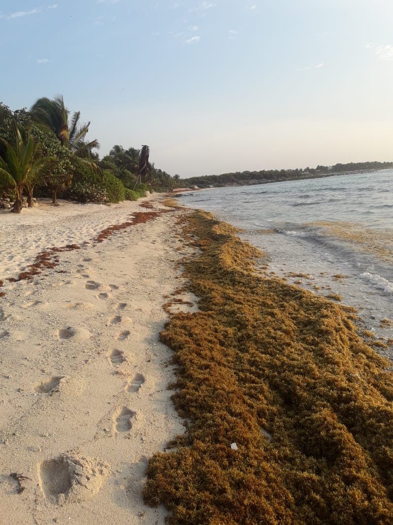 Por primera vez llega sargazo y no afecta al turismo: playas lucen desiertas por COVID-19