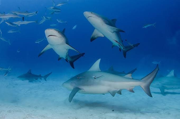 Captan tiburones en playas de Cancún