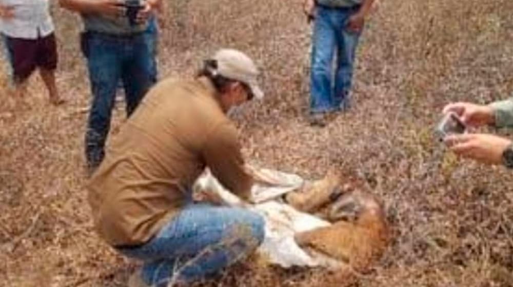 Puma sin extremidades ni piel encontrado en Yucatán es investigado por la Profepa