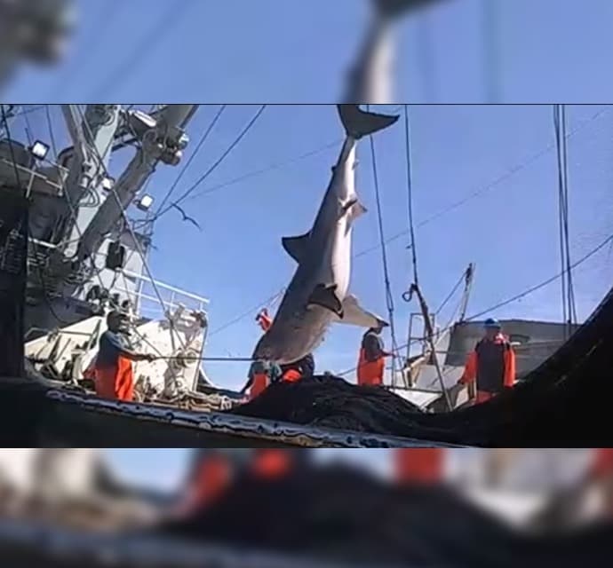 Video: golpean con una tabla a tiburón en Sinaloa