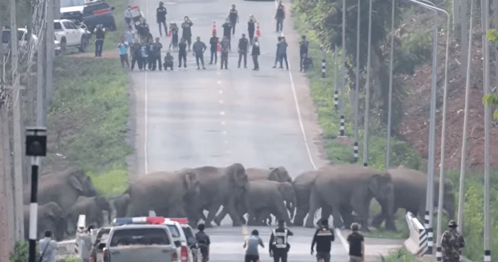 Video: Elefantes se pasean por las calles de Tailandia
