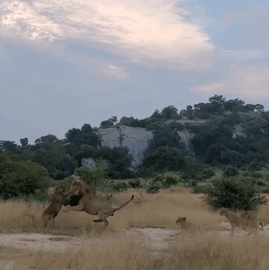Video: líder de la manada expulsa a león de su territorio