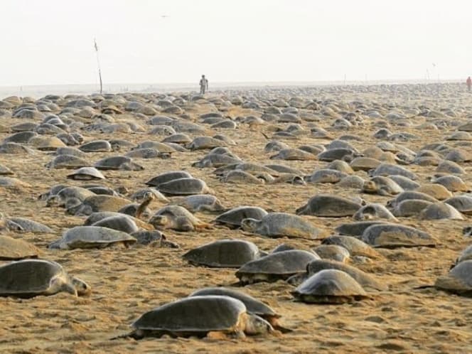 Anidan cientos de tortugas por primera vez en años en una playa vacía por Covid-19