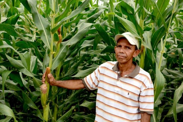 Productores de maíz de la Zona Maya podrían quedarse con sus cosechas 