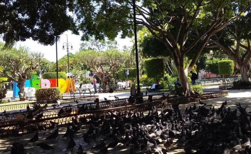 Palomas mueren de hambre a falta de personas que las alimenten en Mérida Yucatán