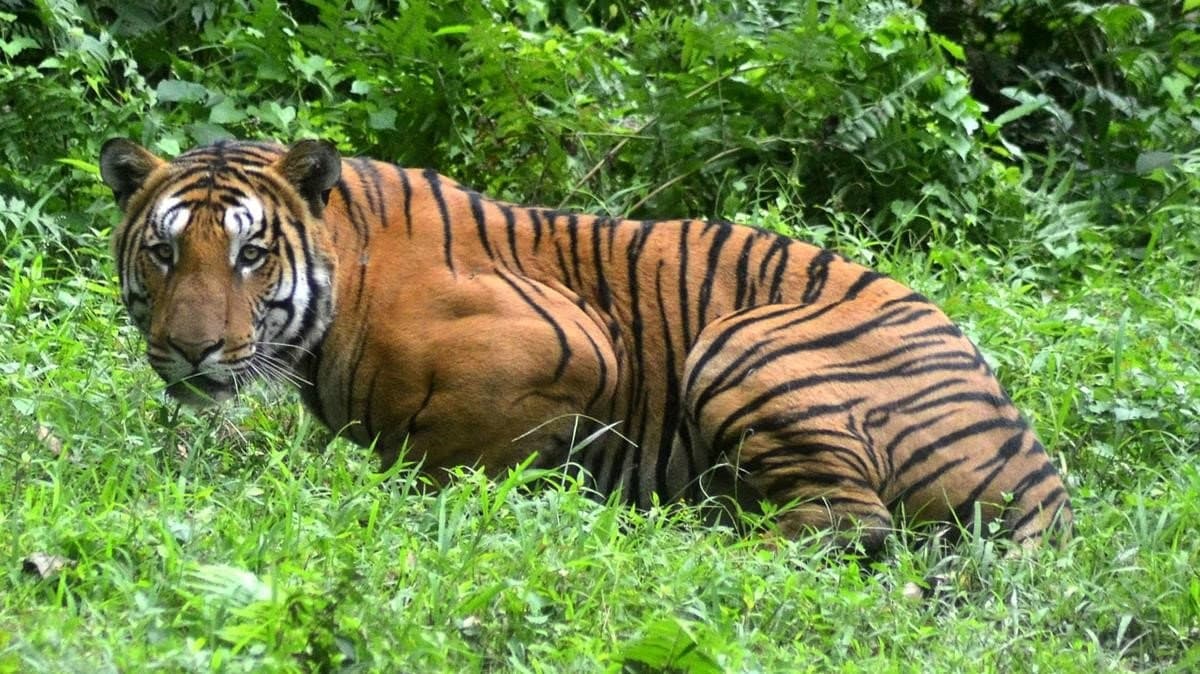 Video: ¡Se están pelando! Captan pelea de dos tigres de bengala en la India