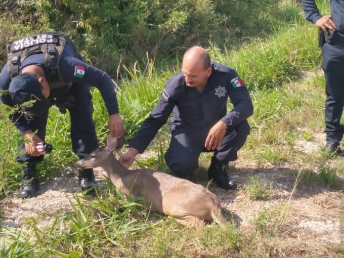 Rescatan a venado atropellado en Chetumal