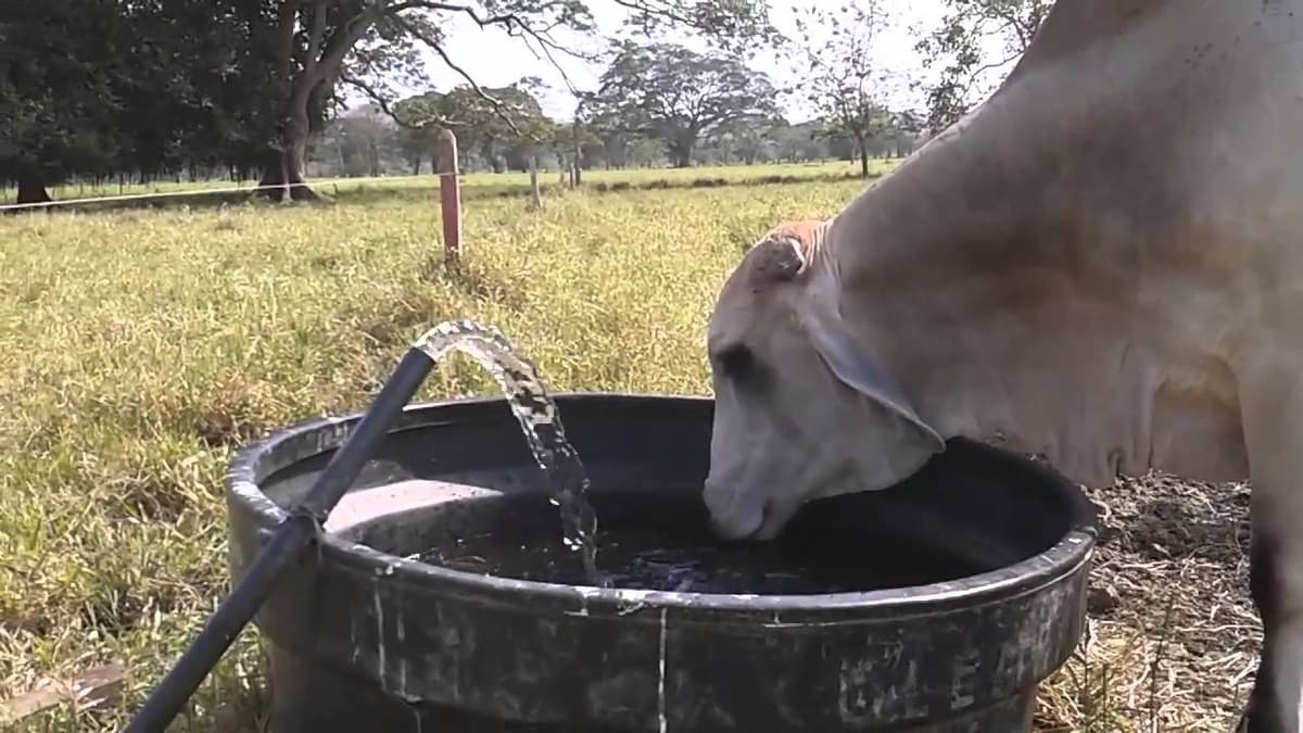 Ganaderos acaparan el agua en la Zona Maya
