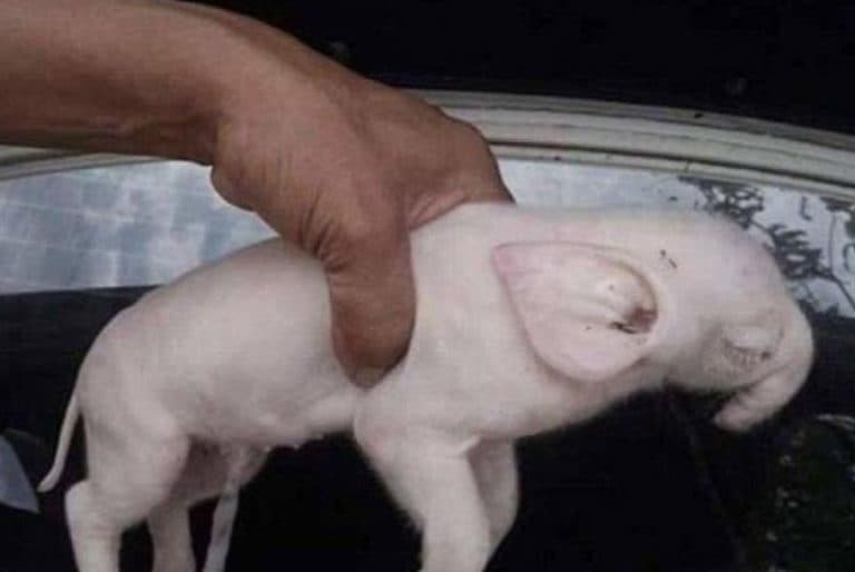 ¡Insólito! Cerdito nace con extraña trompa de elefante