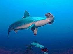 Capturan tiburón martillo de 150 kilos en plena pandemia, en Nayarit