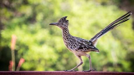Video: Así persigue un coyote a un correcaminos ¡en la vida real!