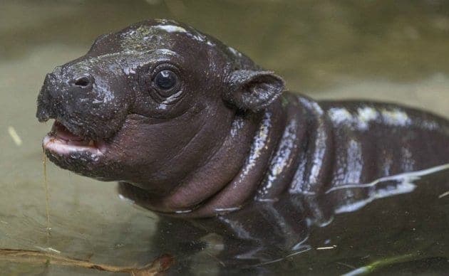 Por primera vez en 30 años nace hipopótamo pigmeo en zoológico de San Diego